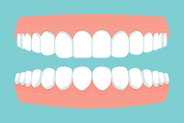 Open human mouth with jaws full of teeth, gums isolated. Dental, stomatology concept. Flat style, bright medical clipart. Vector illustration