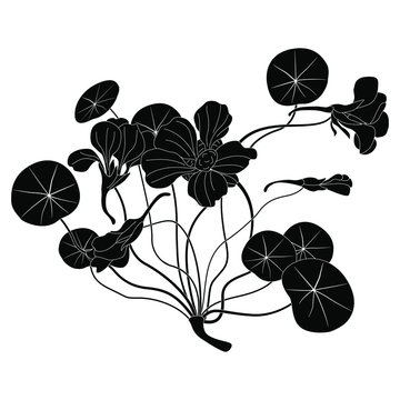 black nasturtium plant silhouette on white clip art preview