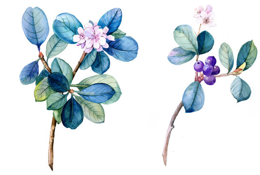 Flowers watercolor illustration.Manual composition.Big Set watercolor elements.