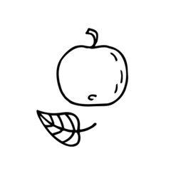 Apple and leaf. Hand drawn vector doodle elements.
