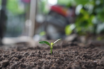 Closeup seedling are growing out from soil.
