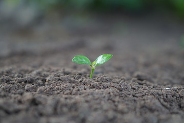 Closeup seedling are growing out from soil.