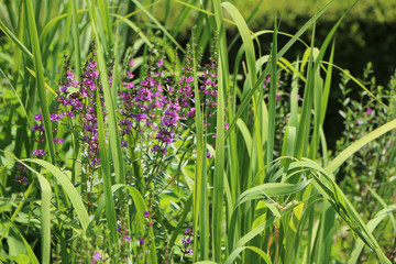 夏の水辺に咲く紫の野草