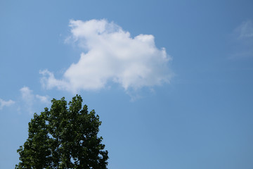 夏の青空と緑の大木