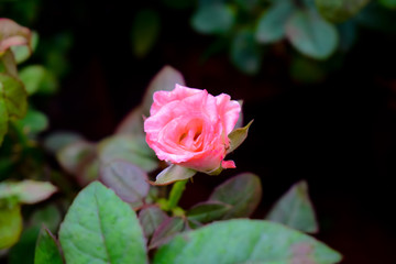 Closeup of pink colored rose flower
