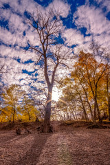 Partly cloudy autumn forest