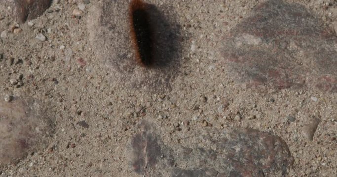 caterpillar moves very quickly onroad, top view