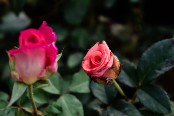 Closeup of pink colored rose flower