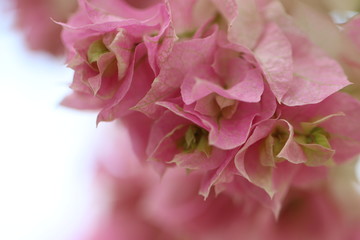 光の中の淡いピンクのブーゲンビリア
A pale pink bougainvillea in the light.