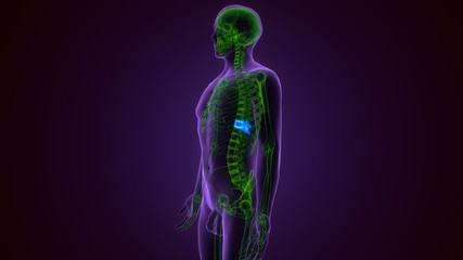 3D Illustration Concept of Spinal Cord Vertebral Column Thoracic Vertebrae of Human Skeleton System Anatomy
