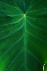 Leaves
