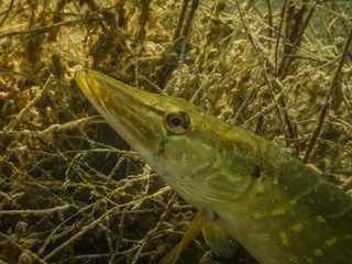 head from a pike in seagras from a lake while diving