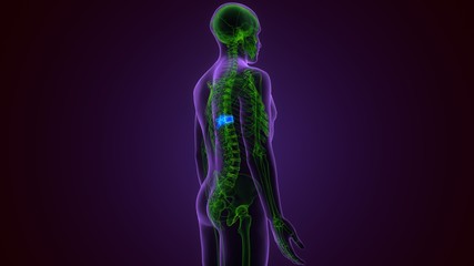 3D Illustration Concept of Spinal Cord Vertebral Column Thoracic Vertebrae of Human Skeleton System Anatomy
