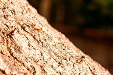 Ants are insects that live together in large groups.
