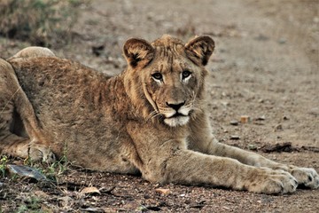 Fototapeta na wymiar Young male Lion lying in the road