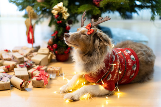 Familienhund verkleidet als ein Rentier unter dem Weihnachtsbaum.  