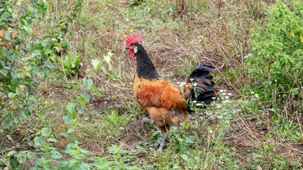 rooster in the grass