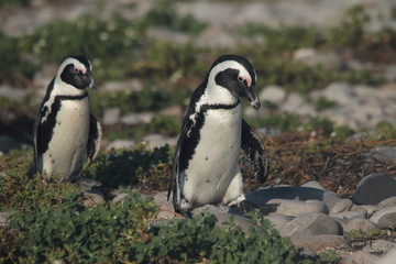 Fototapeta na wymiar African penguin walking to its nest
