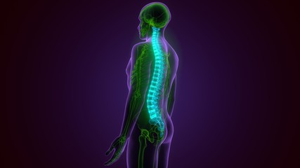 3D Illustration Concept of Spinal Cord Vertebral Column of Human Skeleton System Anatomy
