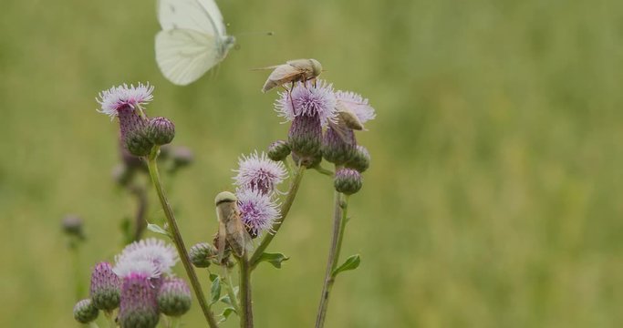 few wasps walk on thistle flowers