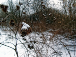 the thorns on the bushes in winter, Moscow