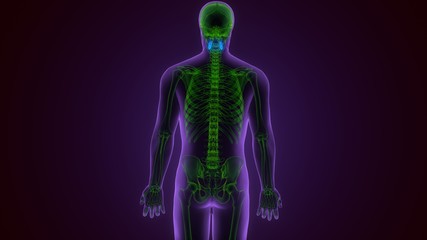 3D Illustration Concept of Spinal Cord Vertebral Column Cervical Vertebrae of Human Skeleton System Anatomy
