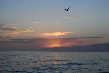 Obraz na płótnie Canvas seagull flying over the sea