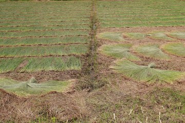 Photo of traditional craft village: slice harvested on Vung Lien field (Vinh Long province, Vietnam)