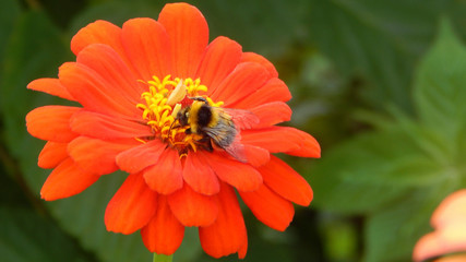 bumblebee on red zinnia flower