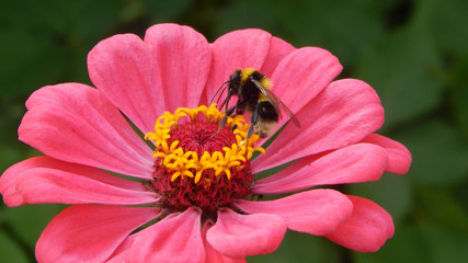 Obraz premium bumblebee on pink zinnia flower
