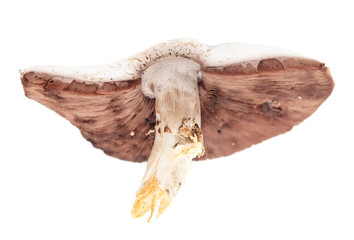 Champignon mushroom isolated on a white