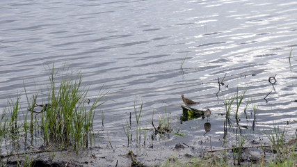 great crested grebe