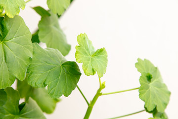 Green leaves on a plant isolated on a white