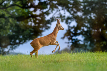 Roe deer, capreolus capreolus during rutting season. Male on nice meadow with beautiful background