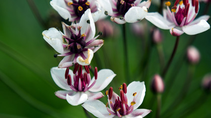 pink and white tulips