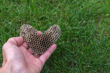 Bienenwabe in der Hand