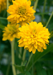 Rudbeckia flowers close - up view blooming in a garden