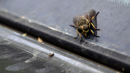 bee on the wall