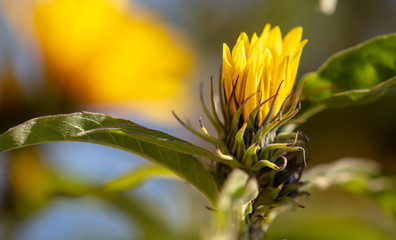 Close-up of a yellow flower in the park.
