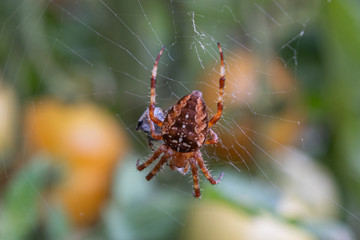 Araneus - Kreuzspinne