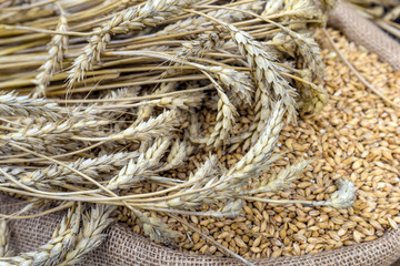 Ears of barley on a background of barley grains