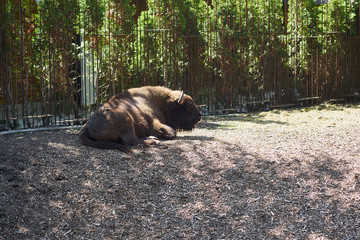 Photo of a big bison in the zoo that lies in the shade