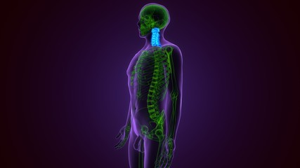 3D Illustration Concept of Vertebral Column Cervical Vertebrae of Human Skeleton System Anatomy
