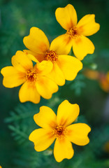 Close-up of a yellow flower in the park.