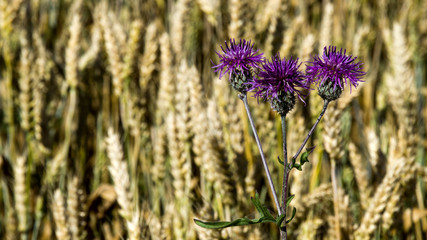 purple flowers in the field
