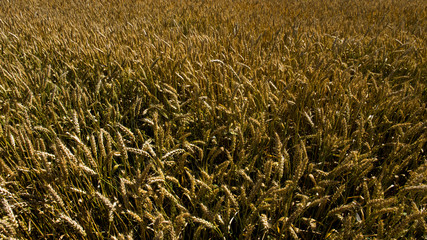 field of wheat