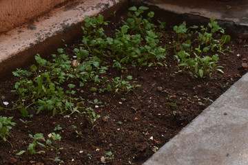 coriander leaves growing in a small place in garden for kitchen cooking use