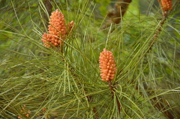 Colorado proven&ccedil;al
