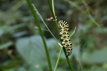 Caterpillar of yellow swallowtail