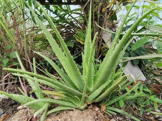 aloe vera plant in garden